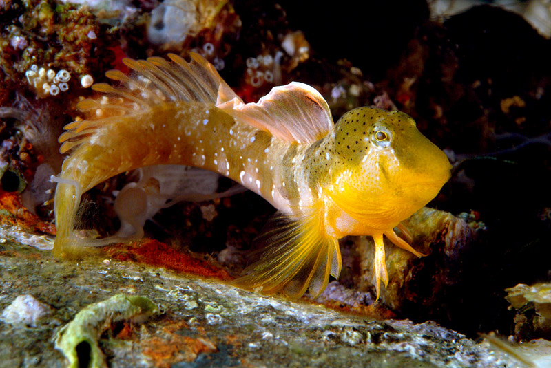 Microlipophrys dalmatinus dal Mar Piccolo (Taranto)